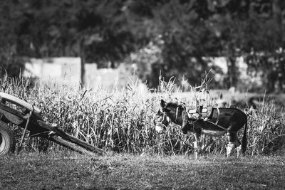 View of horse on field