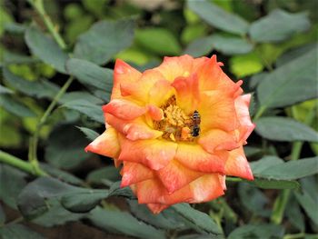 Close-up of bee on flower