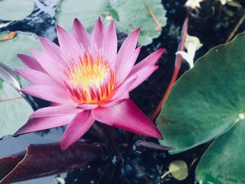 Close-up of pink water lily