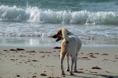 Dog standing on beach against sea