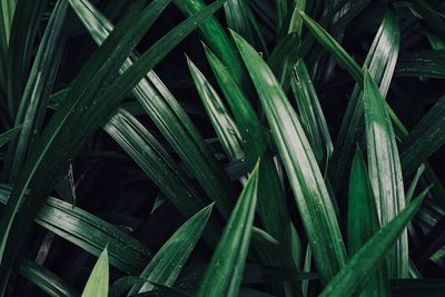 Full frame shot of plants