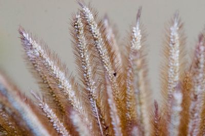 Close-up of stalks in field