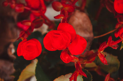 Close-up of red flowering plants