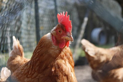 Close-up of rooster in cage