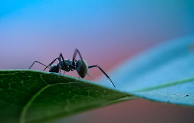 Close-up of insect on leaf