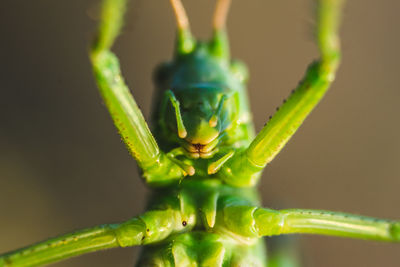 Close-up of insect on leaf