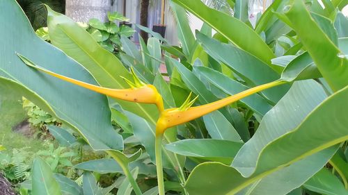 Close-up of fresh green plant