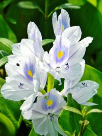 Close-up of purple flowers blooming outdoors