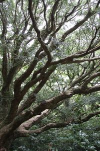 Low angle view of tree in forest