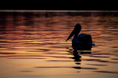 High angle view of a bird in lake during sunset