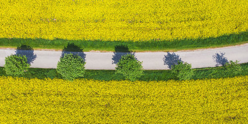 High angle view of yellow flowering plants on field