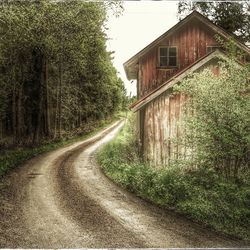 Road along trees