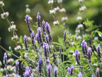 Close-up of purple flowering plants on field