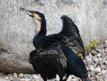 Close-up of duck on rock