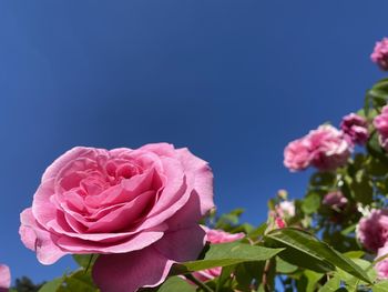 Close-up of pink rose