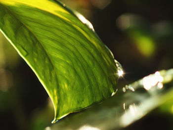 Close-up of plant
