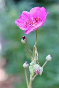 Close-up of pink flower