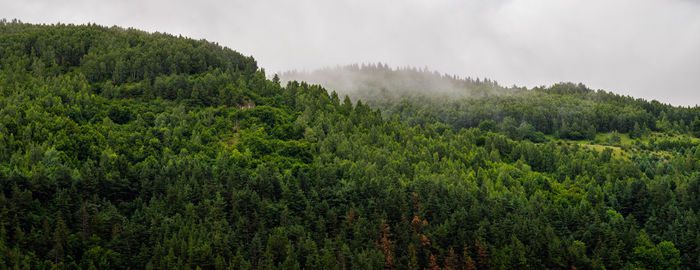 Summer / spring landscape of a hill forest in moieciu de jos, brasov, transylvania, romania.