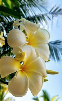 Close-up of flower tree