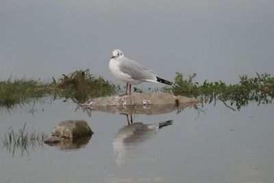 Bird flying over lake