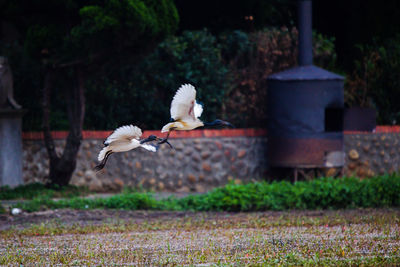 White birds flying over land