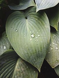Full frame shot of wet leaf