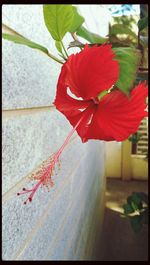 Close-up of red flowers