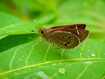 Close-up of butterfly on leaves