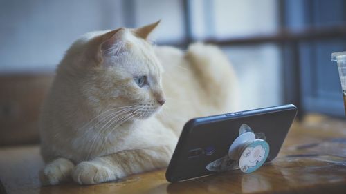 Cat looking at camera