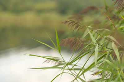 Close-up of plant growing on field