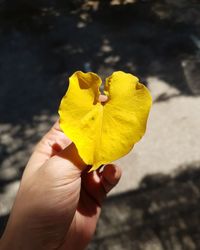 Close-up of hand holding yellow flower