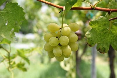 Close-up of grapes growing in vineyard