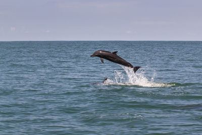 Dolphin jumping in sea against sky