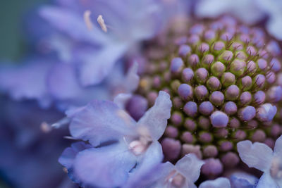 Close-up of purple flowering plant