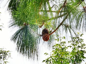 Low angle view of palm tree against sky