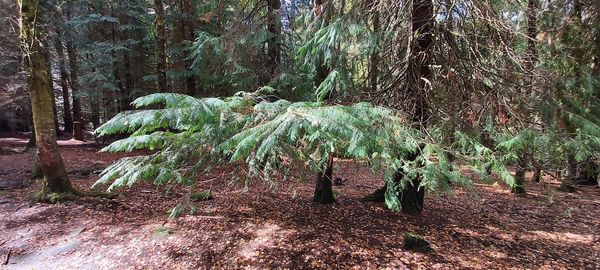 Trees growing on field in forest