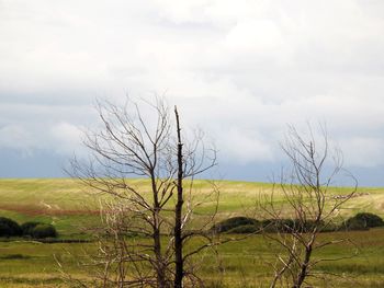 Bare tree in field against cloudy sky