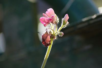 Close-up of pink flowers