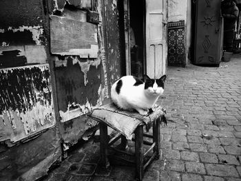 View of a cat on wooden wall
