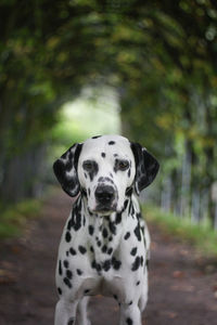 Portrait of dog - dalmatian