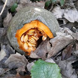Close-up of mushrooms