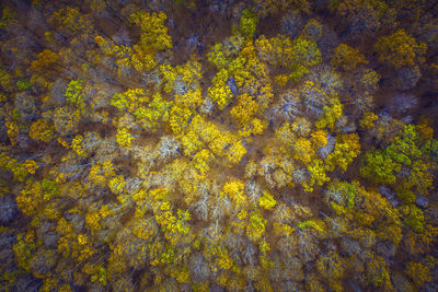 Aerial view of trees in forest during autumn