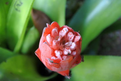 Close-up of red rose flower