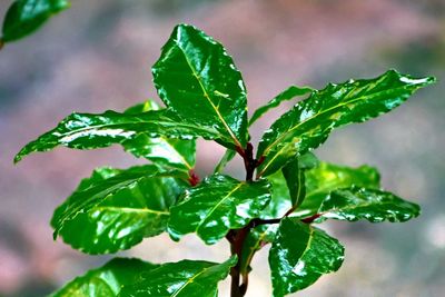 Close-up of wet plant