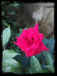 Close-up of pink rose