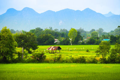 Scenic view of agricultural field against sky