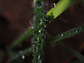 Close-up of water drops on blade of grass