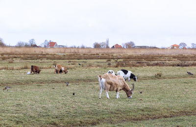 Flock of goat in pastoral field