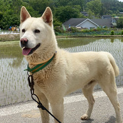 Full length of a dog looking away