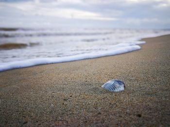 Close-up of shell on beach